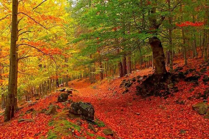 Camino de un bosque en otoño, cubierto de hojas rojas